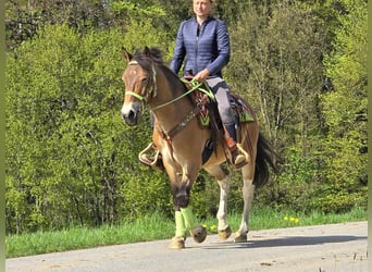 Plus de poneys/petits chevaux, Hongre, 7 Ans, 152 cm, Bai