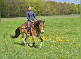 Plus de poneys/petits chevaux, Hongre, 7 Ans, 152 cm, Bai
