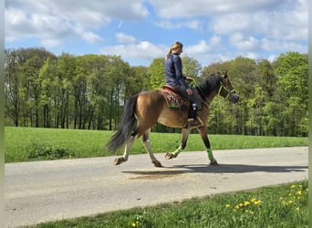 Plus de poneys/petits chevaux, Hongre, 7 Ans, 152 cm, Bai