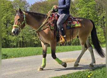 Plus de poneys/petits chevaux, Hongre, 7 Ans, 152 cm, Bai