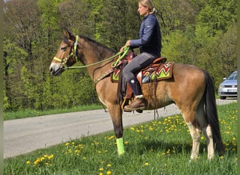 Plus de poneys/petits chevaux, Hongre, 7 Ans, 152 cm, Bai