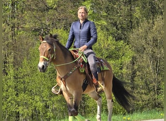 Plus de poneys/petits chevaux, Hongre, 7 Ans, 152 cm, Bai