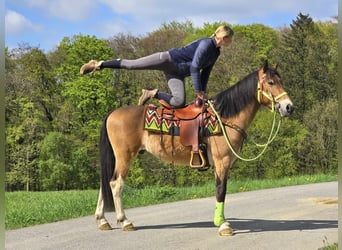 Plus de poneys/petits chevaux, Hongre, 7 Ans, 152 cm, Bai