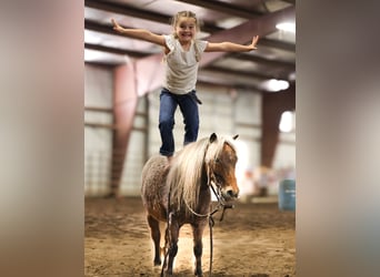 Plus de poneys/petits chevaux, Hongre, 7 Ans, 91 cm, Rouan Rouge