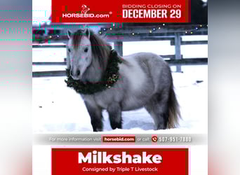 Plus de poneys/petits chevaux, Hongre, 7 Ans, 97 cm, Gris