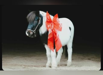 Plus de poneys/petits chevaux, Hongre, 7 Ans, 99 cm, Pinto