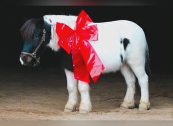 Plus de poneys/petits chevaux, Hongre, 7 Ans, 99 cm, Pinto