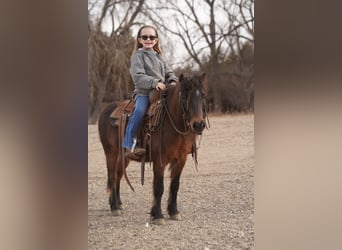 Plus de poneys/petits chevaux, Hongre, 8 Ans, 102 cm, Bai