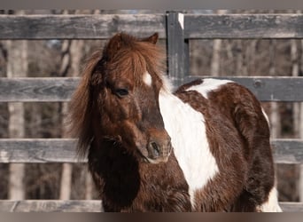 Plus de poneys/petits chevaux, Hongre, 8 Ans, 102 cm, Pinto