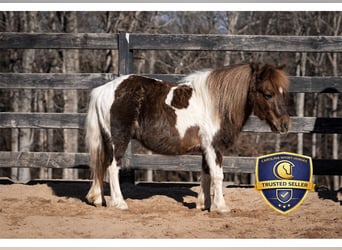 Plus de poneys/petits chevaux, Hongre, 8 Ans, 102 cm