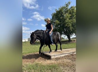 Plus de poneys/petits chevaux, Hongre, 8 Ans, 109 cm, Noir