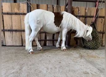 Plus de poneys/petits chevaux, Hongre, 8 Ans, 112 cm, Pinto
