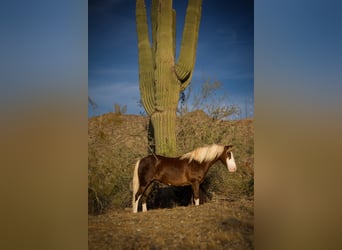 Plus de poneys/petits chevaux, Hongre, 8 Ans, 112 cm