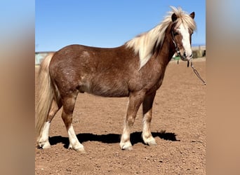 Plus de poneys/petits chevaux, Hongre, 8 Ans, 114 cm, Rouan Rouge