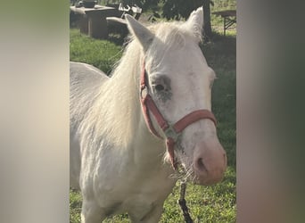 Plus de poneys/petits chevaux, Hongre, 8 Ans, 118 cm, Gris