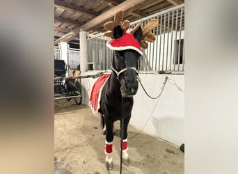 Plus de poneys/petits chevaux, Hongre, 8 Ans, 120 cm, Noir