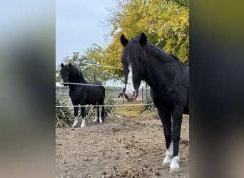 Plus de poneys/petits chevaux, Hongre, 8 Ans, 120 cm, Noir