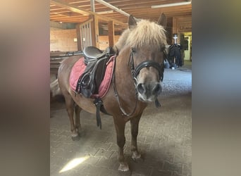 Plus de poneys/petits chevaux, Hongre, 8 Ans, 125 cm