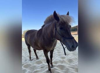 Plus de poneys/petits chevaux, Hongre, 8 Ans, 125 cm