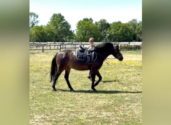 Plus de poneys/petits chevaux, Hongre, 8 Ans, 133 cm, Bai brun