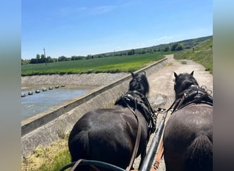 Plus de poneys/petits chevaux, Hongre, 8 Ans, 133 cm, Bai brun