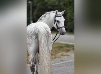 Plus de poneys/petits chevaux, Hongre, 8 Ans, 135 cm, Gris
