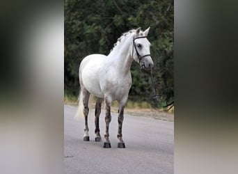 Plus de poneys/petits chevaux, Hongre, 8 Ans, 135 cm, Gris