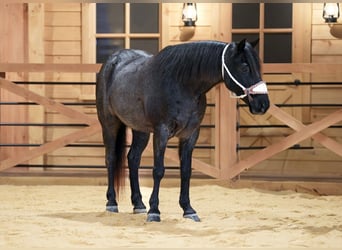 Plus de poneys/petits chevaux, Hongre, 8 Ans, 135 cm, Rouan Bleu