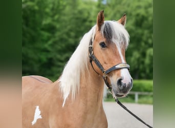 Plus de poneys/petits chevaux, Hongre, 8 Ans, 140 cm, Pinto