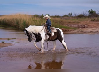 Plus de poneys/petits chevaux, Hongre, 8 Ans, 142 cm, Pinto