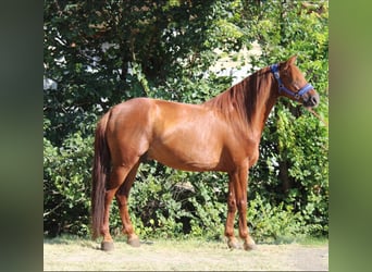 Plus de poneys/petits chevaux, Hongre, 8 Ans, 145 cm, Alezan