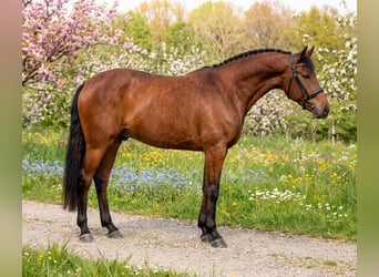 Plus de poneys/petits chevaux, Hongre, 8 Ans, 145 cm, Bai