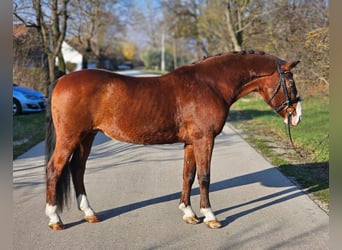 Plus de poneys/petits chevaux, Hongre, 8 Ans, 146 cm, Bai