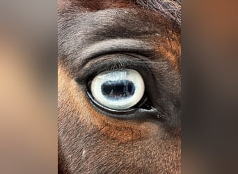 Plus de poneys/petits chevaux, Hongre, 8 Ans, 146 cm, Bai