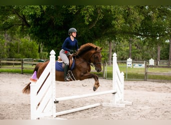 Plus de poneys/petits chevaux, Hongre, 8 Ans, 147 cm, Alezan cuivré