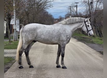 Plus de poneys/petits chevaux, Hongre, 8 Ans, 153 cm, Gris pommelé