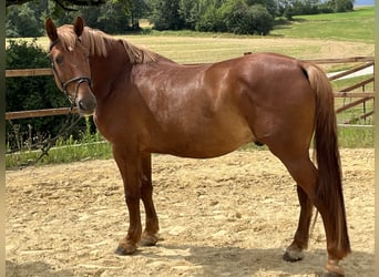 Plus de poneys/petits chevaux, Hongre, 8 Ans, 155 cm, Alezan