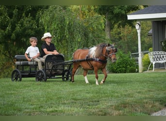 Plus de poneys/petits chevaux, Hongre, 8 Ans, 86 cm, Pinto