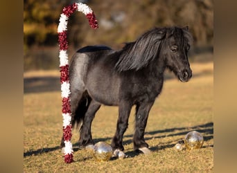 Plus de poneys/petits chevaux, Hongre, 8 Ans, 91 cm, Rouan Bleu