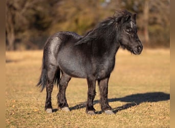 Plus de poneys/petits chevaux, Hongre, 8 Ans, 91 cm, Rouan Bleu