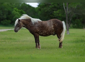 Plus de poneys/petits chevaux, Hongre, 9 Ans, 112 cm, Bai cerise