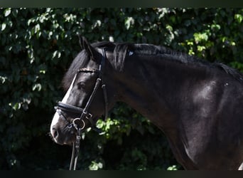 Plus de poneys/petits chevaux, Hongre, 9 Ans, 135 cm, Pinto