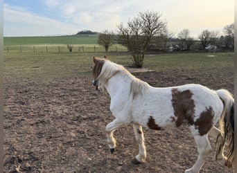 Plus de poneys/petits chevaux Croisé, Hongre, 9 Ans, 138 cm, Pinto
