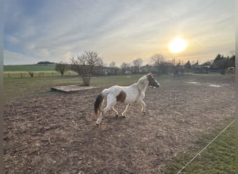 Plus de poneys/petits chevaux Croisé, Hongre, 9 Ans, 138 cm, Pinto