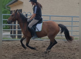 Plus de poneys/petits chevaux, Hongre, 9 Ans, 144 cm, Bai clair