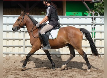 Plus de poneys/petits chevaux, Hongre, 9 Ans, 144 cm, Bai clair