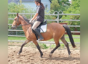 Plus de poneys/petits chevaux, Hongre, 9 Ans, 144 cm, Bai clair