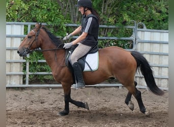 Plus de poneys/petits chevaux, Hongre, 9 Ans, 144 cm, Bai clair