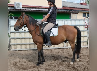 Plus de poneys/petits chevaux, Hongre, 9 Ans, 144 cm, Bai clair