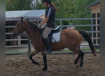 Plus de poneys/petits chevaux, Hongre, 9 Ans, 144 cm, Bai clair